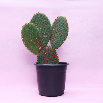 Beautiful Vickerman Green Cactus